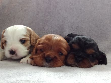 Cavalier king charles