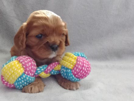 Cavalier king charles
