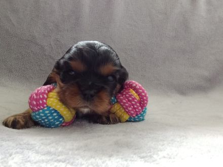 Cavalier king charles