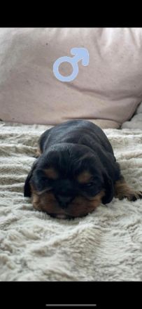 Cavalier king charles