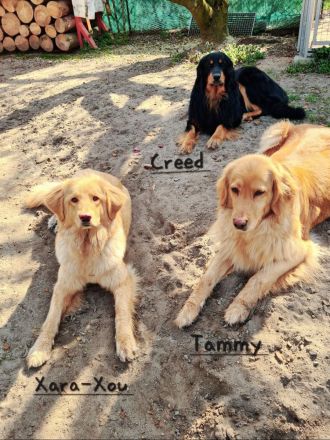 Hovawarte vom Wächterhof am (Seddiner) See