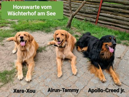 Hovawarte vom Wächterhof am (Seddiner) See