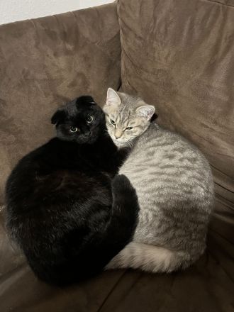 2 Geschwister BKH (7monate)