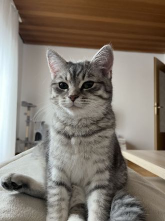 2 Geschwister BKH (7monate)