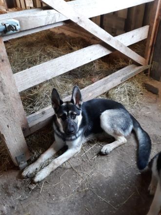 Mischlings-Rüde von Privat zu verkaufen