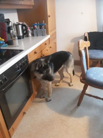 Mischlings-Rüde von Privat zu verkaufen