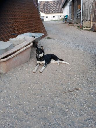 Husky-Hündin von Privat zu verkaufen