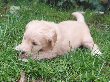 Goldendoodle Welpen