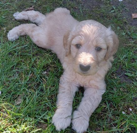 Goldendoodle Welpen