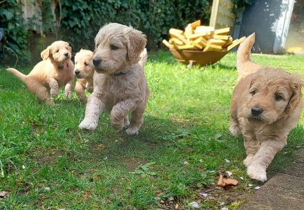 Goldendoodle Welpen