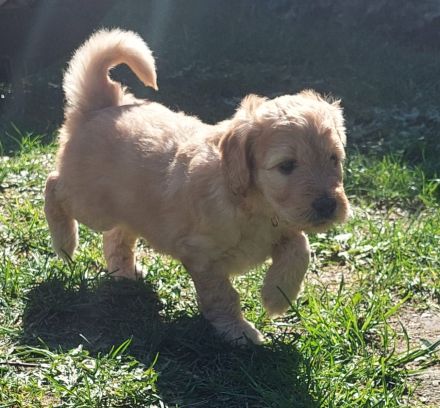 Goldendoodle Welpen