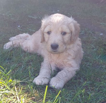 Goldendoodle Welpen