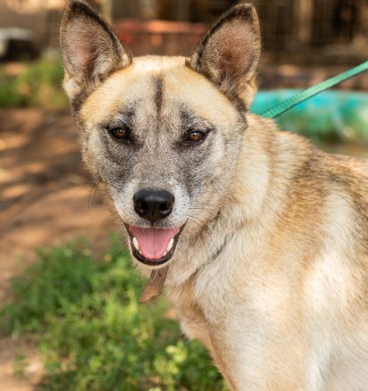Galga, großes Mädchen sucht nach einer 2. Chance