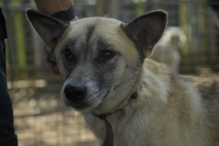 Galga, großes Mädchen sucht nach einer 2. Chance