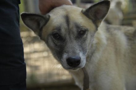 Galga, großes Mädchen sucht nach einer 2. Chance