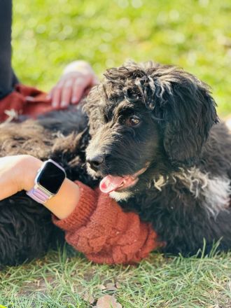 Bernerdoodle Medium F1 Rüde Bernersennen x Kleinpudel