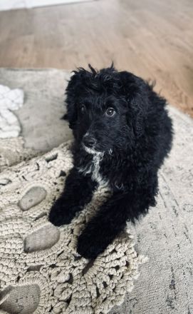 Bernerdoodle Medium F1 Rüde Bernersennen x Kleinpudel