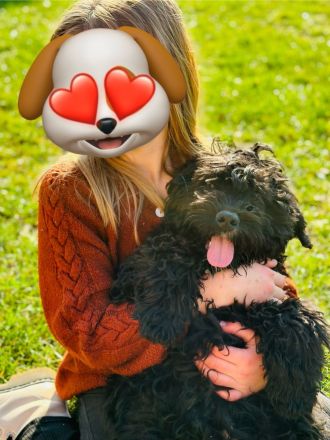 Bernerdoodle Medium F1 Rüde Bernersennen x Kleinpudel