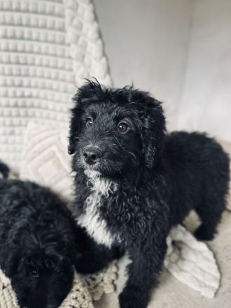 Bernerdoodle Medium F1 Rüde Bernersennen x Kleinpudel