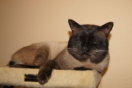 Reinrassiger Siam Seal-Point Deckkater mit Erfahrung 100% sicheres Ergebnis!