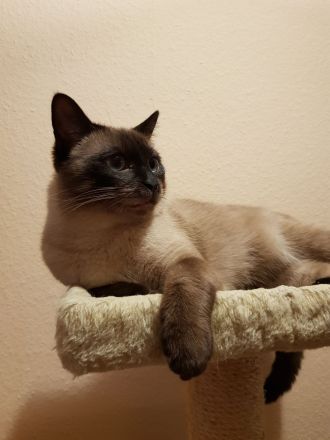 Reinrassiger Siam Seal-Point Deckkater mit Erfahrung 100% sicheres Ergebnis!