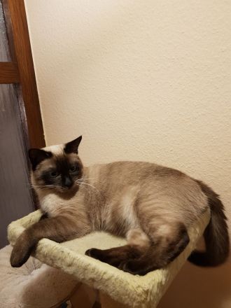 Reinrassiger Siam Seal-Point Deckkater mit Erfahrung 100% sicheres Ergebnis!