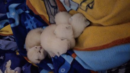 Ragdoll - Snowshoe Edelmix Kitten