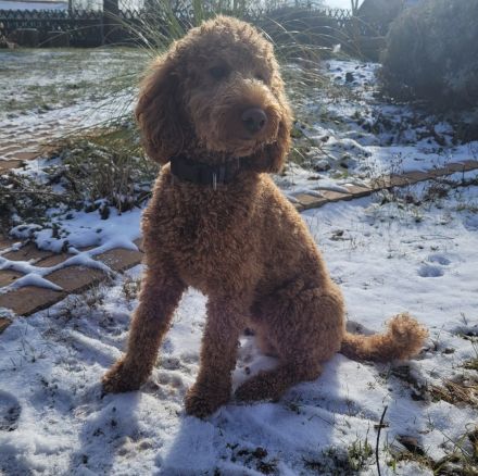Pudel Deckrüde mit erstklassiger  Ahnentafel  rot/fawn/apricot Mittelpudel