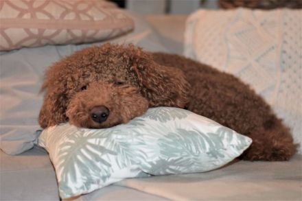 Pudel Deckrüde mit erstklassiger  Ahnentafel  rot/fawn/apricot Mittelpudel