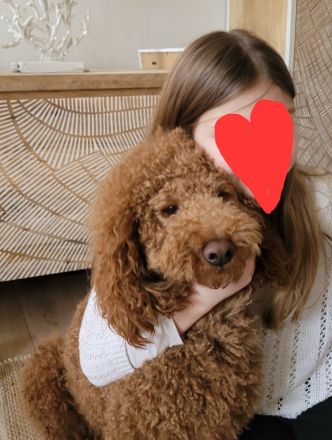 Pudel Deckrüde mit erstklassiger  Ahnentafel  rot/fawn/apricot Mittelpudel