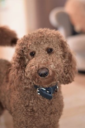 Pudel Deckrüde mit erstklassiger  Ahnentafel  rot/fawn/apricot Mittelpudel