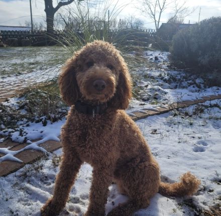 Pudel Deckrüde mit erstklassiger  Ahnentafel  rot/fawn/apricot Mittelpudel