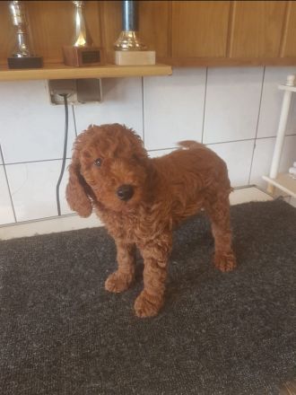 Pudel Deckrüde mit erstklassiger  Ahnentafel  rot/fawn/apricot Mittelpudel