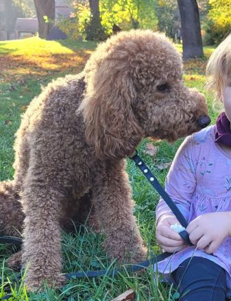 Pudel Deckrüde mit erstklassiger  Ahnentafel  rot/fawn/apricot Mittelpudel