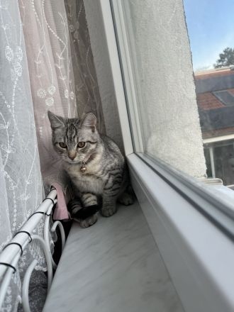Perserbritisch Babykatze zu verkaufen