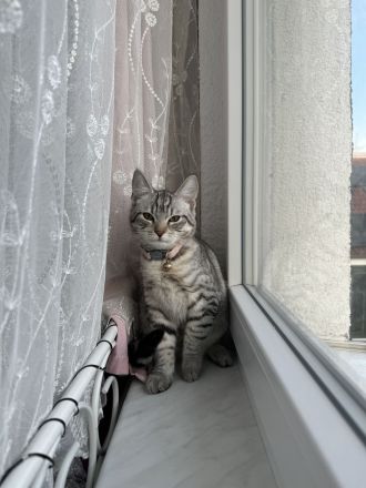 Perserbritisch Babykatze zu verkaufen