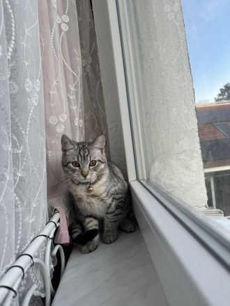 Perserbritisch Babykatze zu verkaufen