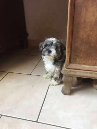 Welpen suchen Ihr neues Zuhause