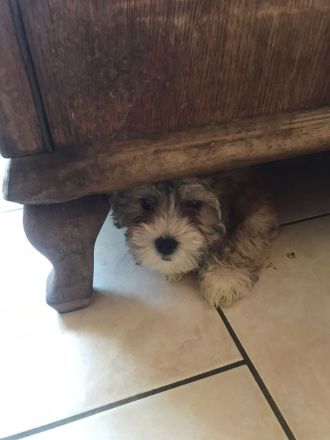 Welpen suchen Ihr neues Zuhause