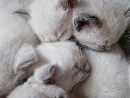 Siam Bkh Blue Point Kitten