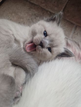 Siam Bkh Blue Point Kitten