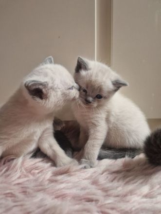 Siam Bkh Blue Point Kitten