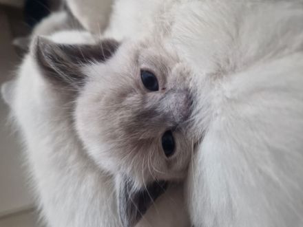 Siam Bkh Blue Point Kitten