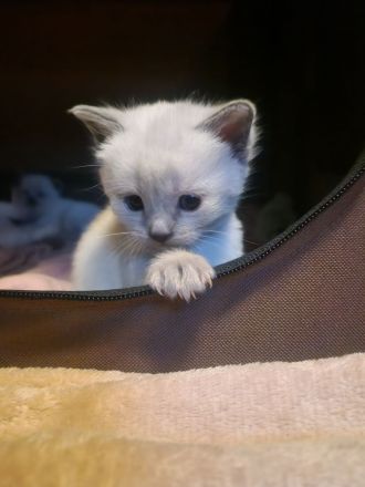 Siam Bkh Blue Point Kitten