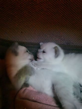 Siam Bkh Blue Point Kitten