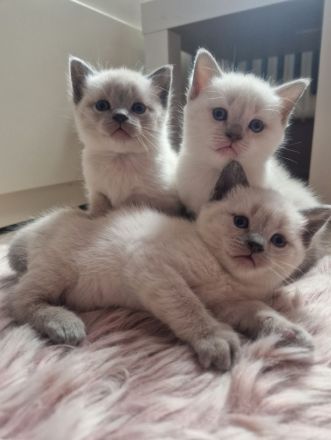 Siam Bkh Blue Point Kitten
