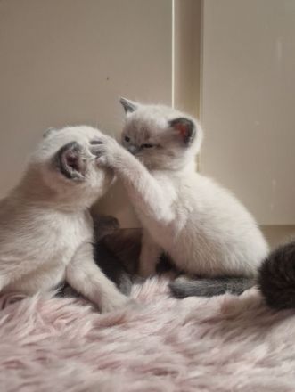 Siam Bkh Blue Point Kitten