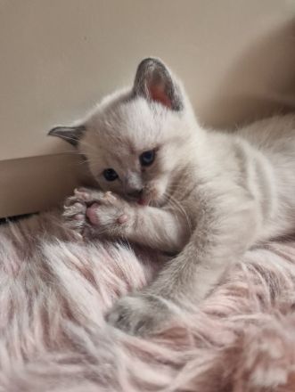 Siam Bkh Blue Point Kitten