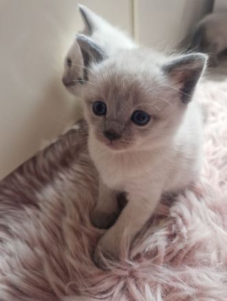 Siam Bkh Blue Point Kitten
