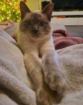 Reinrassiger Siam Kater Deckkater Blue Point